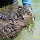 Person in wet suit holding a large rock that is partially covered in Tulotoma snails on the bottom side. Moss is growing on the top side of the rock. 