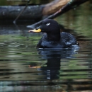 A dark black bird with a white area around its eye and orange beak tip, swimming
