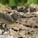A dark grey bird with white breast and yellow markings on it's throat and base of it's tail