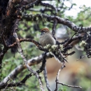 A small white-breasted bird with rusty orange head, spotted black white and brown neck standing on a branch covered in moss