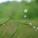 A grass-like plant in a wetland with a small, bright white flower with six petals