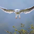 A white raptor with black on the back of it's wings and orange feet flying over a bush