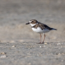 A small shorebird with brown feathers on it's head and back, white breast