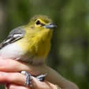 A yellow and grey bird in hand