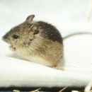 brown and black mouse sitting on a white cloth