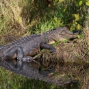 Alligator resting on he bank of canal with reflection