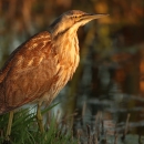 A brown and white patterned wading bird standing in grass on the edge of a wetland