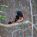 A black bird with orange breast and patters on it's wings and tail feathers