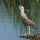 A wading bird on the edge of water with grey breast, navy blue cap and sharp black beak