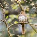 A rusty brown bird with white and dark patterned breast perched on a branch