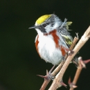 A yellow caped bird with white breast and chestnut brown sides, black white and yellow wings perched on a branch with sharp thorns