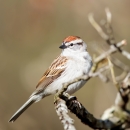 A white-breasted bird with orange cap and brown and black stripes on it's wings on a branch