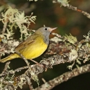 A small bird with grey head and neck, yellow breast and brown wings perched on a branch covered in lichen
