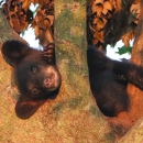 Small, black bear cub rests horizontally in the fork of a tree