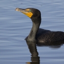 A black bird with bright yellow face swimming