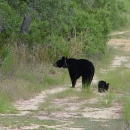 Two black bears, a mother and a small cub walking along a sandy road on the edge of a forest