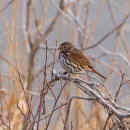 A pale red bird with white and brown striped breast on a cold day standing on a branch
