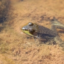A brown and green frog with it's head emerging from under water on brown/copper substrate