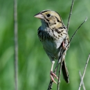 A tan and dark brown striped bird perched on a twig