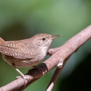 A patterned brown bird with lighter colored throat standing on a branch
