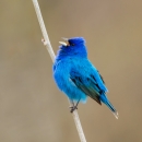 A bright blue bird with black feathers on it's wings calling from a small twig
