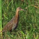 A brown and black patterned bird with sharp beak on the edge of a lush green marsh