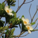 Cream-petaled with orange center Loblolly flowers next to green leaves