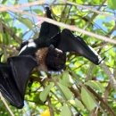 A black and brown tropical bat climbing through brush