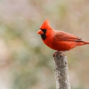 A bright red bird with black face and red beak standing on a stick