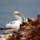 A white bird with light orange/yellow head feeding another similar bird