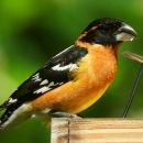 A rust orange breasted bird with black head and sings and a wide black beak