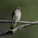 A bird with light grey cap, white breast and dark wings perched on a branch