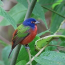 A bird on a branch with indigo head, red breast, and green wings