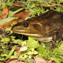 A large brownish green frog with white belly standing on grass and fallen leaves