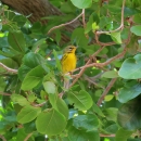 A yellow-breasted bird with grey cap and black stripes at the top of it's wings on a tree branch