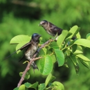 Two indigo colored birds with light colored breast perched on the same branch