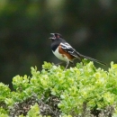 A bird with black head, white breast and brown, white and black wings calling from a perch on green vegetation