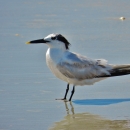 A white and grey bird with a black beak with yellow tip and scruffy black feathers on it's head