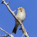 A cream-breasted bird with brown spots and yellow face perched on a dry twig