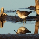 A shore bird with dark brown patterned wings and head and white breast wading in shallow water in a mud flat