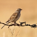 A patterned brown bird with cream breast standing on a barbed cattle fence in a dry grassland