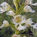 A western prairie fringed orchid in bloom