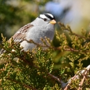A grey-breasted bird with brown patterned wings and black and white stripes on it's cap perched on an evergreen branch