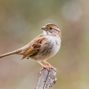 A small bird with brown patterns on it's head and wings, and white throat and breast