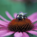 a black and yellow bee sits on a red and pink flower