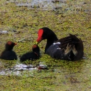 Waterfowl in the water, mother and chicks