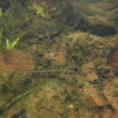 A leopard darter (Percina pantherina) swims at the bottom of Mountain Fork River, Arkansas, August 25, 2022.