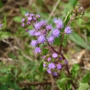 Purple spikey flowers on a woody stem from the ground