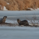 Two river otters at rest on a frozen river.