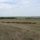 Grassland landscape with a herd of cows.